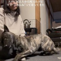 そっと体を寄せる犬