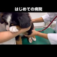 初めての病院で診察を受ける犬