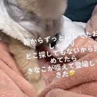 毛布の上に座る犬