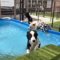 身を乗り出すラルくん