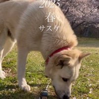 現在のサスケくん