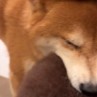 撫でてもらう柴犬