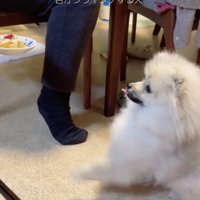 完璧なお座りを披露