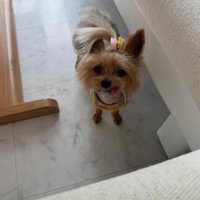 ヨークシャーテリアのゆめのちゃん