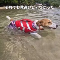 海を泳ぐジャックラッセルテリア