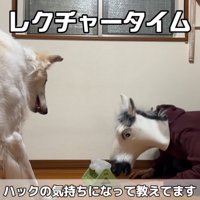 被り物の鼻先を引っかけて知育玩具を回す飼い主