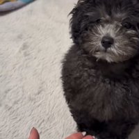 手を出す飼い主