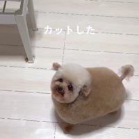 いなりずしみたい