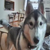 お留守番が嫌で不満顔