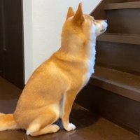 階段の下にお座りして待機