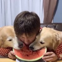 スイカを食べる犬と人
