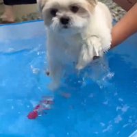 プールで遊ぶ小型犬