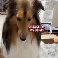 「ごめんなさい」としょぼーん