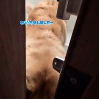 玄関で顔を覗かせる大型犬