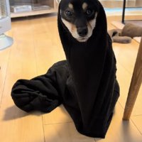 ズボンと犬のMIXかな？