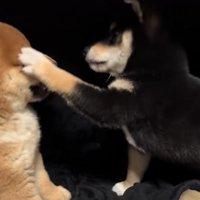パンチする豆柴の子犬