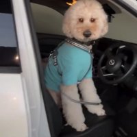 運転席で立ち上がる犬