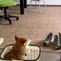 猫さんに教えてもらった！？