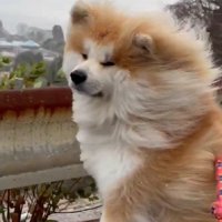存在感がすごいピポちゃんでした