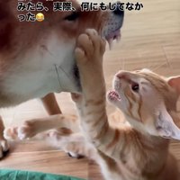 前足を噛もうとする犬