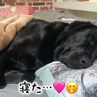 ムニくんのお散歩拒否⑩
