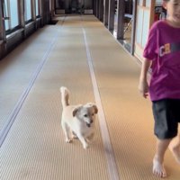 楽しそうに走る犬と人