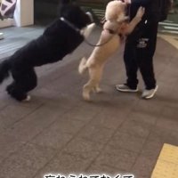 パパさんとプルミちゃん＆バニーちゃんの再会7