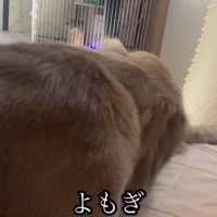 おやつに夢中な犬