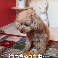 落ち込んで俯く犬