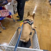 パパさんたちに追いついたら…