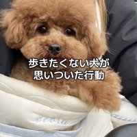 ある「作戦」にうって出ます