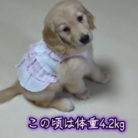 コロコロ可愛いパピー期♡