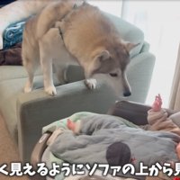 赤ちゃんを覗き込む犬