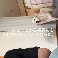 駆け寄ってくると思ったら…