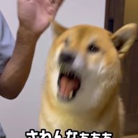 ムキ顔で荒ぶる柴犬