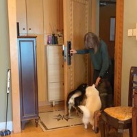 柴犬4匹の熱烈歓迎5