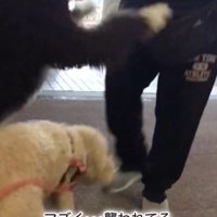 パパさんとプルミちゃん＆バニーちゃんの再会5