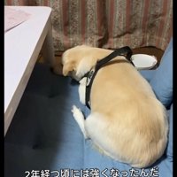 クッションの上でくつろぐ犬
