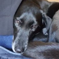 パパの足元で顔を寄せる犬