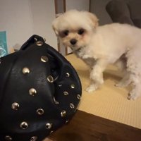 ママを見るすずめちゃん