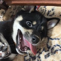 やんちゃ
