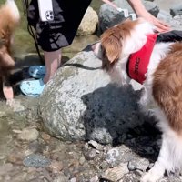 川に近づいて行くボーダーコリー