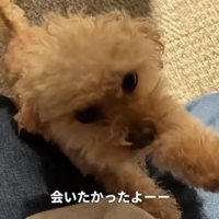 尻尾を振りながら大歓喜！