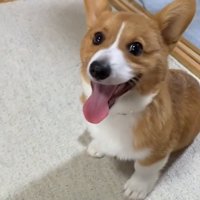 おすわりするロイくん