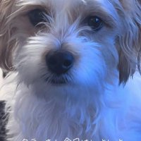 いよいよトリミング当日