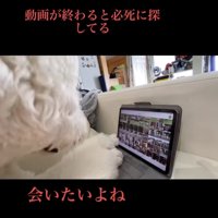 必死で探してる