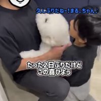 撫でられる犬