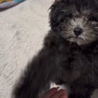 ドヤ顔でお手をする犬