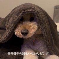 留守番中の愛犬を見てみたら…