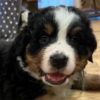 子犬時代の紅丸くん